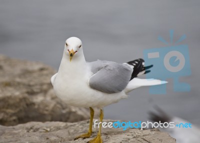 Beautiful Picture With The Gull Staying On The Shore Stock Photo