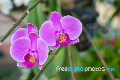 Beautiful Purple Orchid Stock Photo