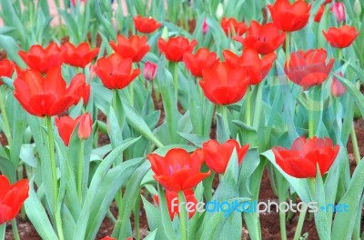 Beautiful Red Tulips Stock Photo