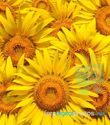 Beautiful Sunflowers Stock Photo