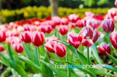 Beautiful Tulips Flowers Field Stock Photo