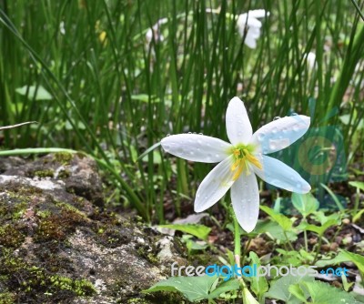 Beautiful White Flowers Stock Photo