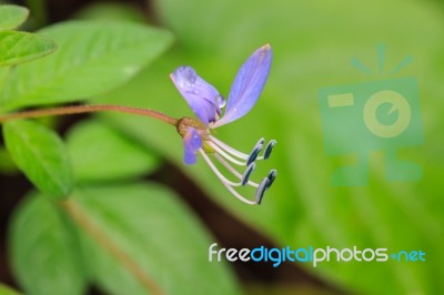 Beautiful Wild Flower In Forest Stock Photo
