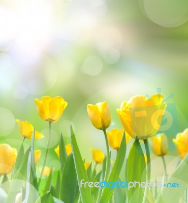 Beautiful Yellow Tulips Stock Photo