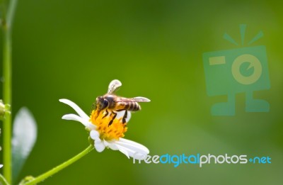 Bee Stock Photo