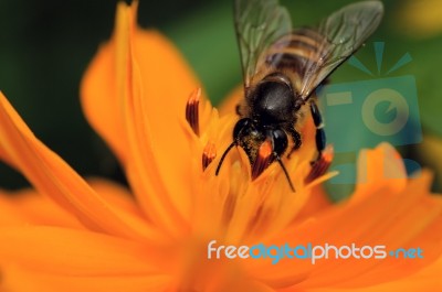 Bee Stock Photo