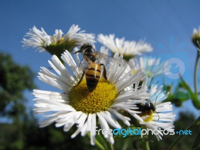 Bee And Bug Stock Photo