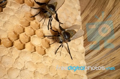 Bee Hive Stock Photo