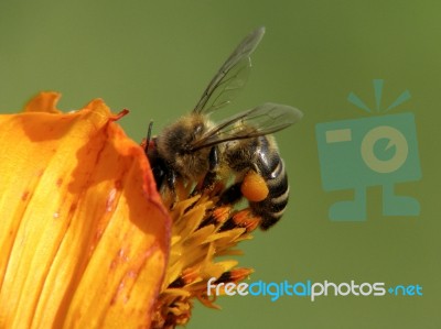 Bee On A Daisy Flower Stock Photo