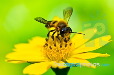 Bee On Flower Stock Photo