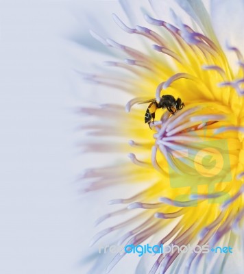 Bee On Lotus Stock Photo