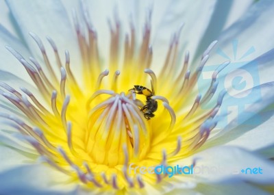 Bee On Lotus Stock Photo