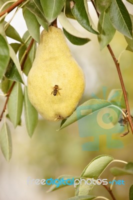 Bee On Pear In Orchard Stock Photo