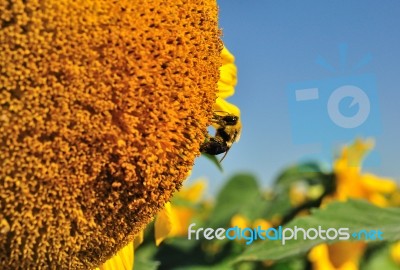 Bee On Sunflower Stock Photo