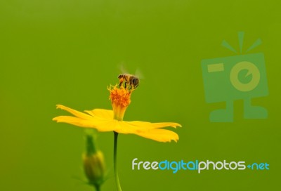 Bee On Yellow Flower Stock Photo