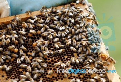Bees And Beehive Stock Photo