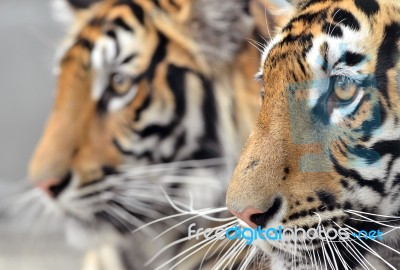 Bengal Tiger Face Stock Photo