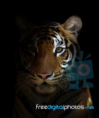 Bengal Tiger Head Stock Photo