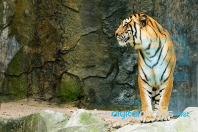 Bengal Tiger Standing Facing To The Side Stock Photo