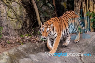 Bengal Tiger Walking On The Rock Stock Photo