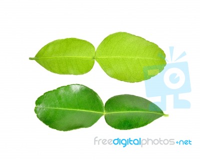 Bergamot Leaf On White Background Stock Photo