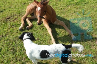 Best Friends Dog And Foal Stock Photo
