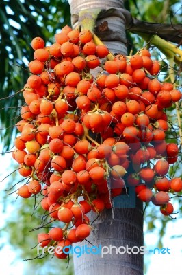 Betel Nuts Stock Photo