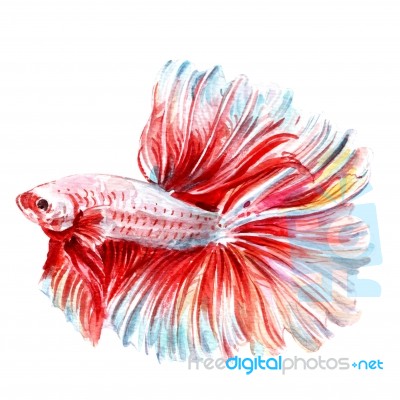 Betta Fish Watercolor Stock Image
