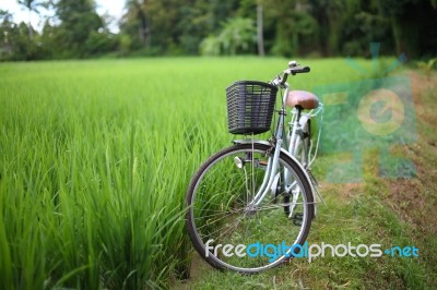 Bicycle In Rice Paddy Stock Photo