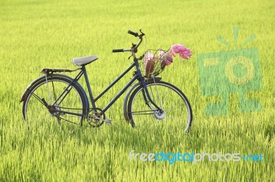 Bicycle Standing In Paddy Field Stock Photo