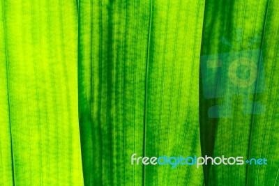 Big Green Leaf Stock Photo