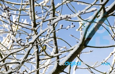 Bird And Wintertime Stock Photo