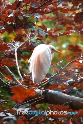 Bird In A Bush Stock Photo