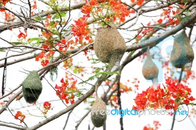 Bird Nest On Branch Stock Photo