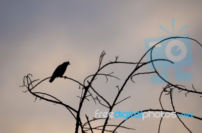 Bird Silhouette On Branch Stock Photo
