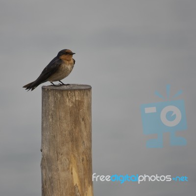 Bird Standing On timber Stock Photo