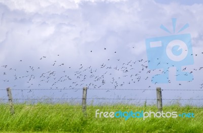 Birds Stock Photo