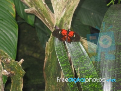 Black And Orange Butterfly On Variegated Leaves Stock Photo