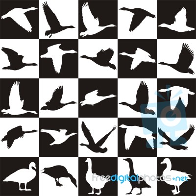 Black And White Background With Geese Stock Image