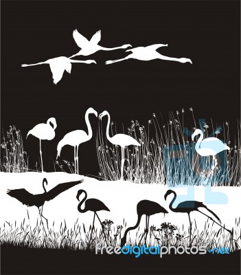 Black And White Drawing Flocks Of Flamingos Stock Image