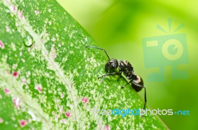 Black Ant On Green Leaf Stock Photo