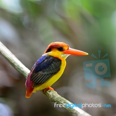 Black-backed Kingfisher Stock Photo