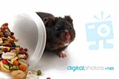Black Bear Hamster Stock Photo