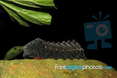 Black Caterpillar Stock Photo