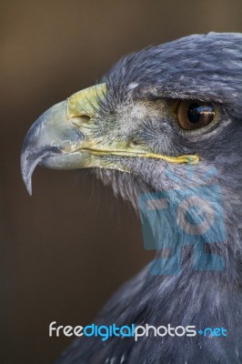 Black-chested Buzzard-eagle's Head Stock Photo