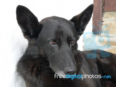 Black Dog Stock Photo