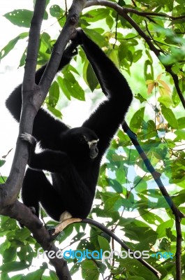 Black Gibbon Climbing Tree Stock Photo