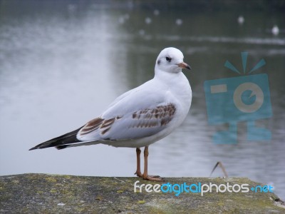 Black Headed Gull Stock Photo