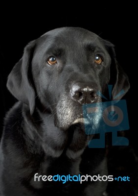 Black Labrador Stock Photo