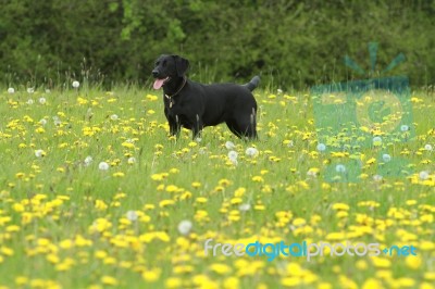 Black Labrador In Spring Field Stock Photo